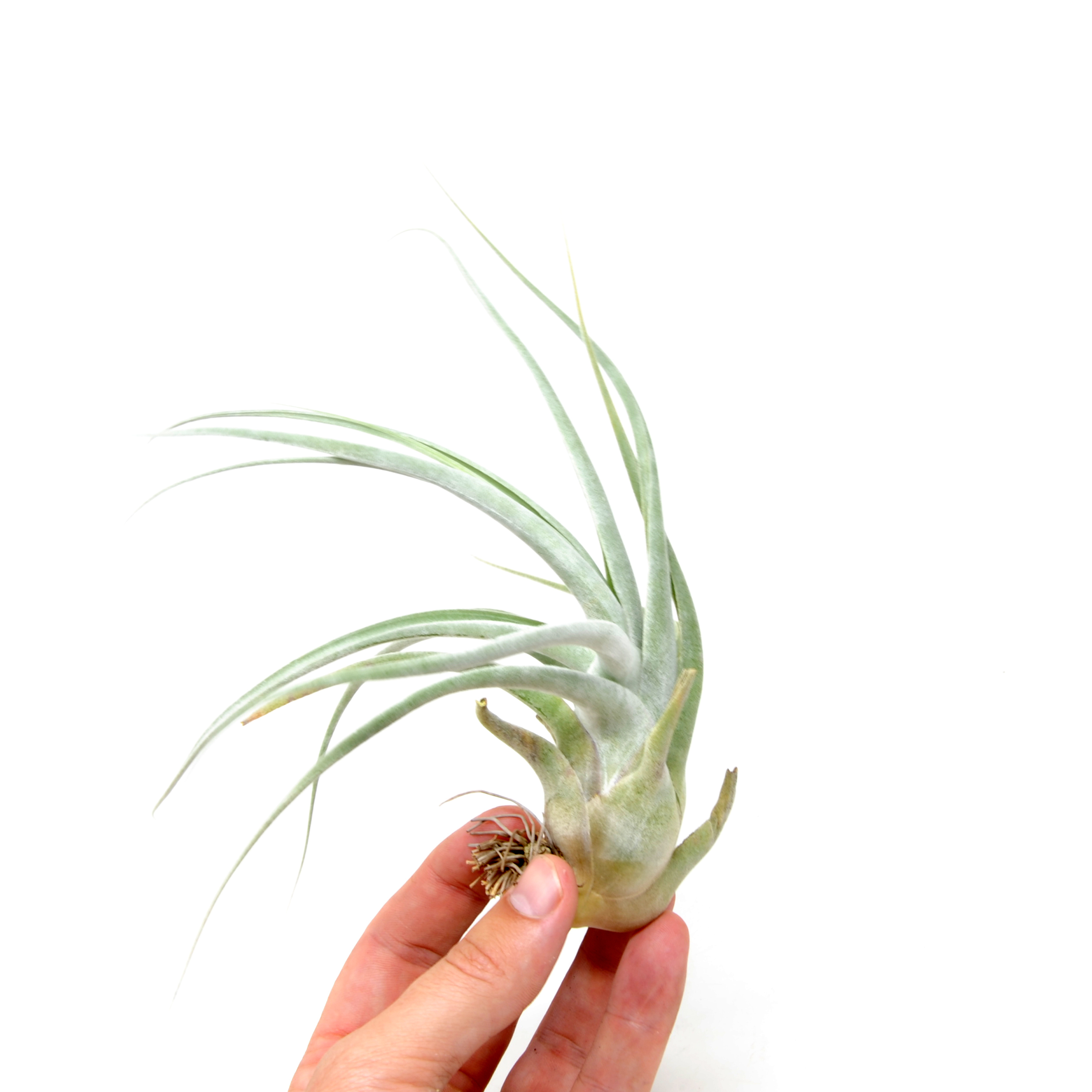 Тилландсия Элерсиана (Tillandsia Ehlersiana)