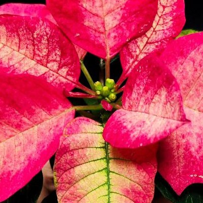 Пуансеттия Ред Мэджик (Poinsettia Red Magic) D6см