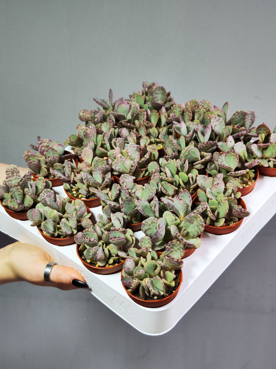 Каланхоэ Хумилис Груп (Kalanchoe Humilis Group) D5см