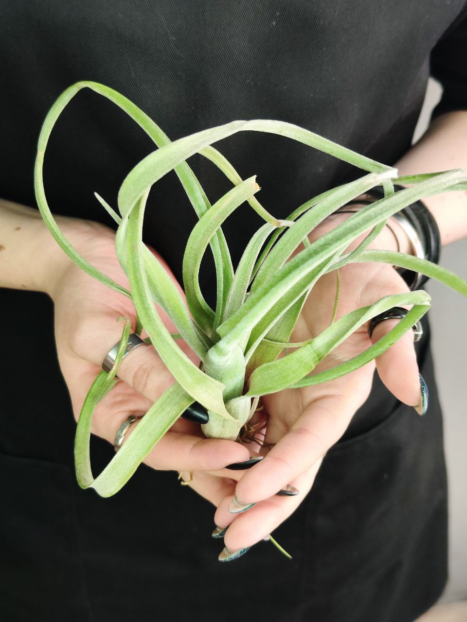 Тилландсия Курли Слим (Tillandsia Сurly Slim)