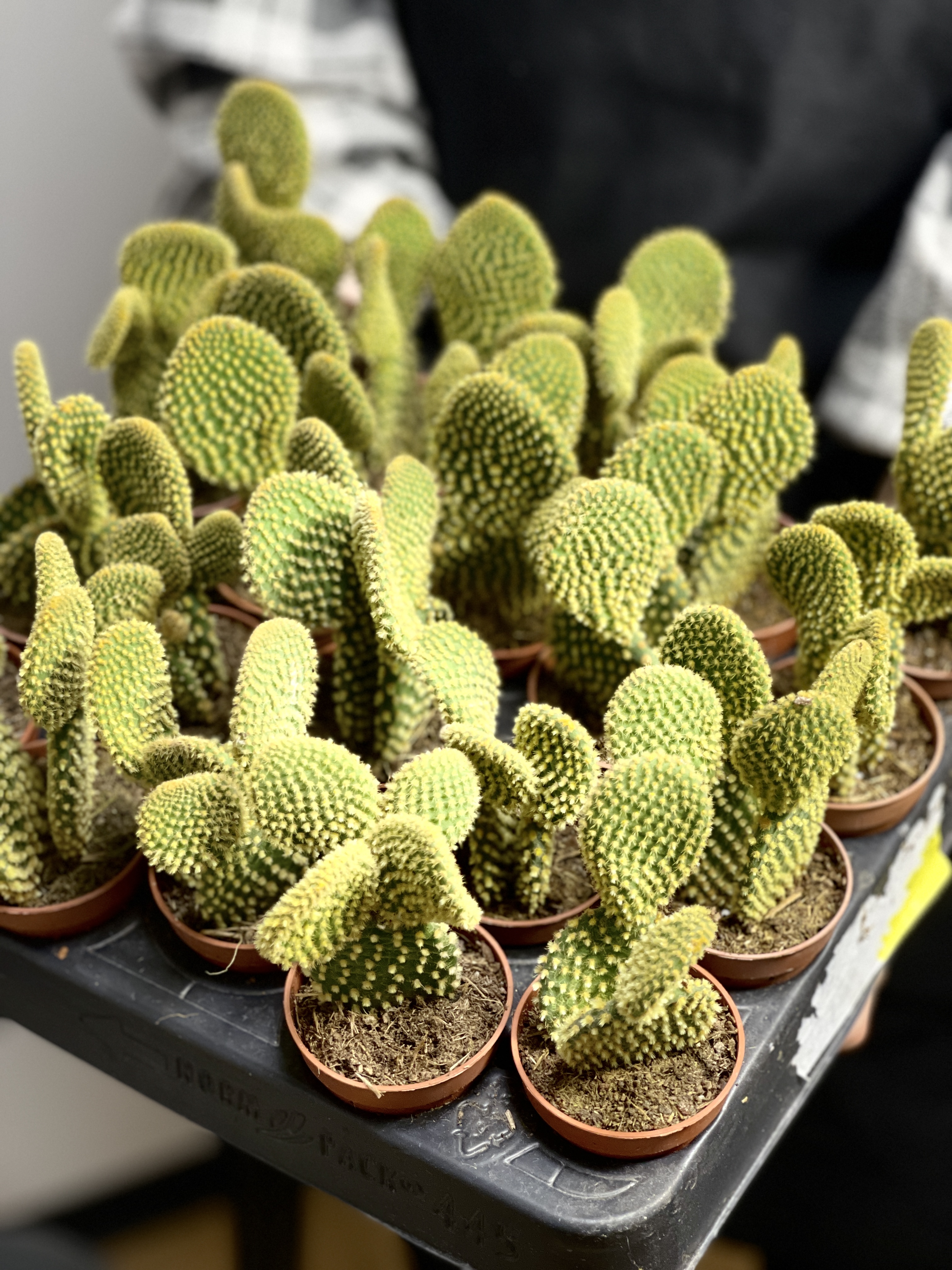 Опунция Микродазис Йеллоу Дабл (Opuntia Microdasys Yellow Double) D5см