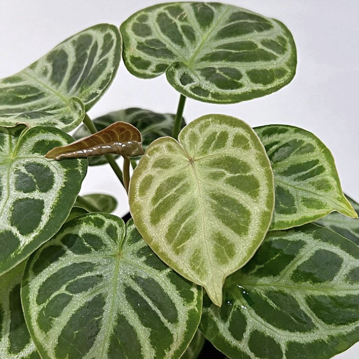 Антуриум Дораяки (Anthurium Dorayaki) D6см