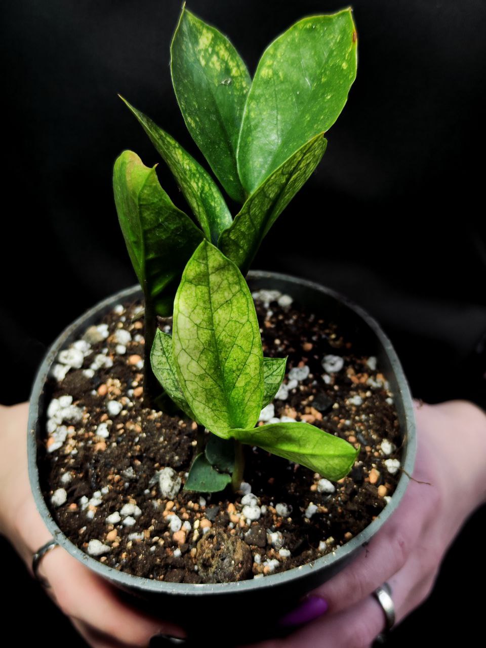 Замиокулькас Хамелеон (Zamioculcas Chameleon) D12см (КЛУБНИ)
