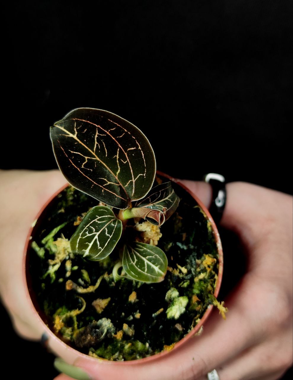 Орхидея Драгоценная Анектохилус Бурманикус (Jewel Orchid Anoectochilus Burmannicus) D7см