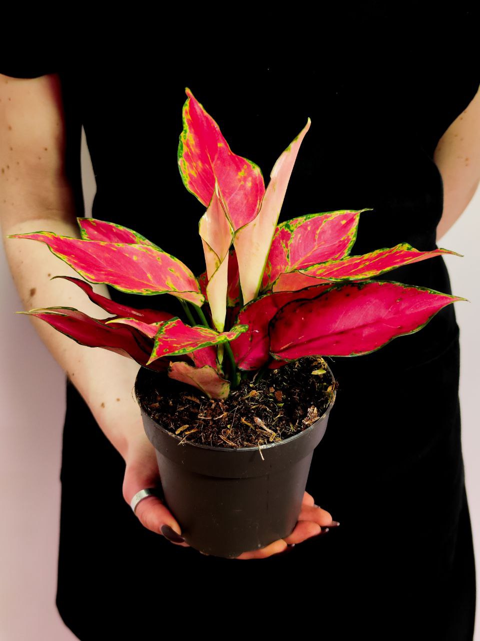 Аглаонема Черри Бэби (Aglaonema Cherry Baby) D12см