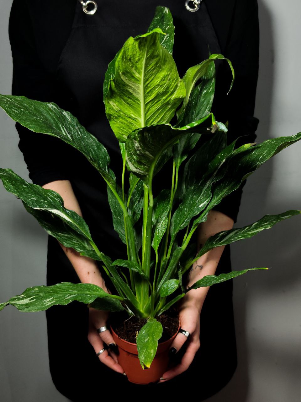 Спатифиллум Джемини (Spathiphyllum Gemini) D12см
