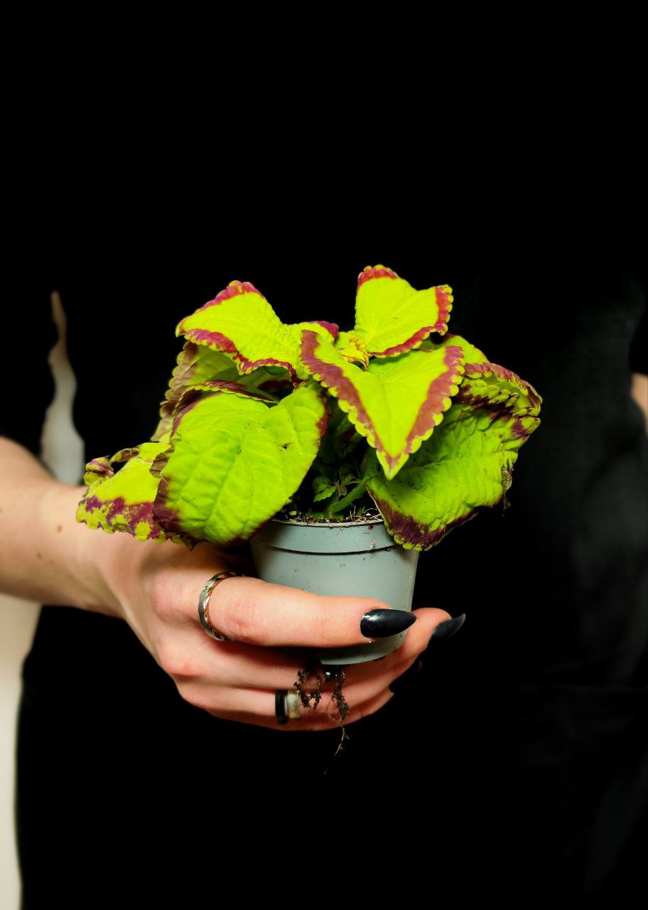 Колеус "Кольца Сатурна" (Coleus Saturn's Rings) D6см
