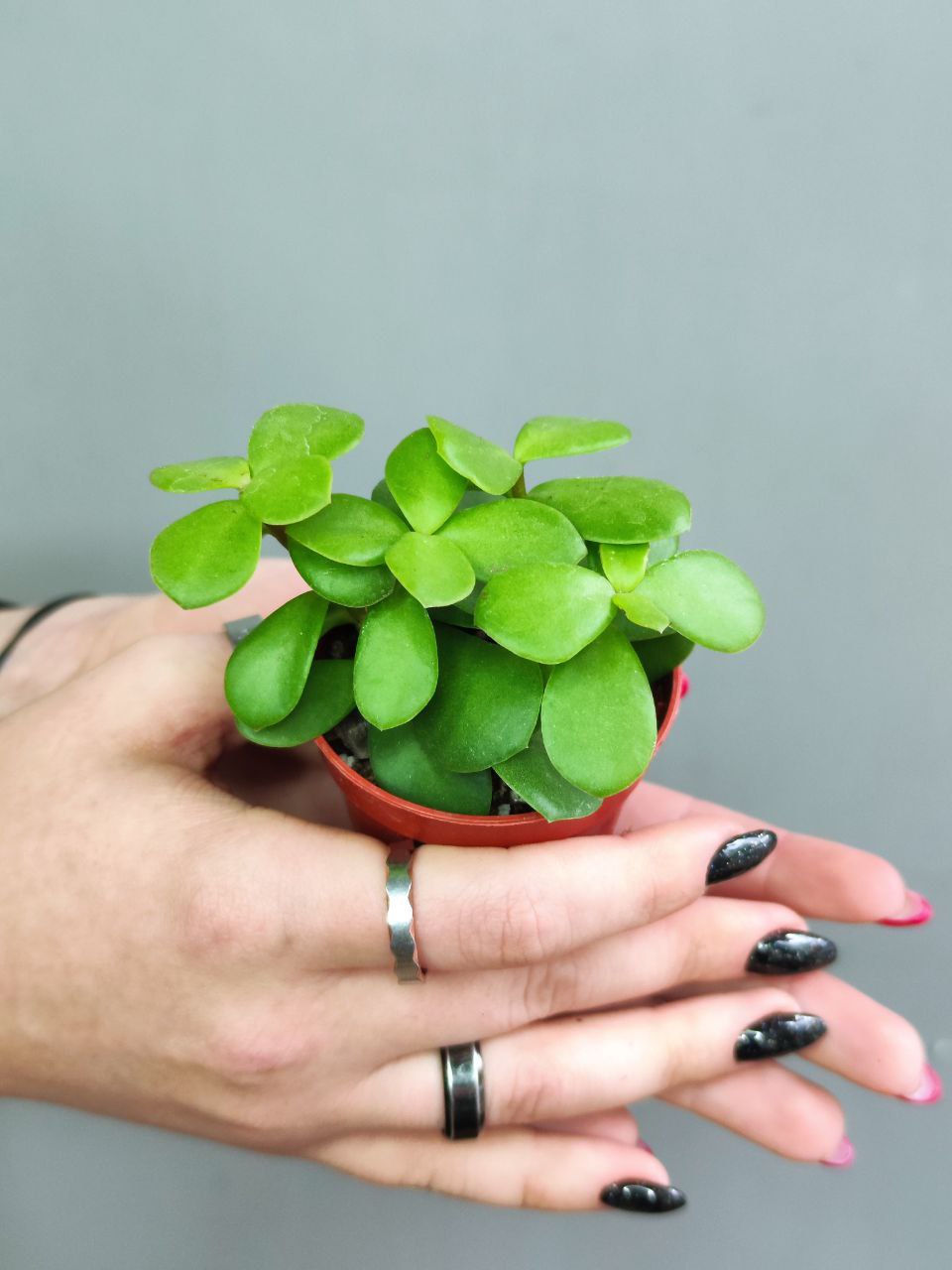 Портулакария Афра (Portulacaria Afra) D5см