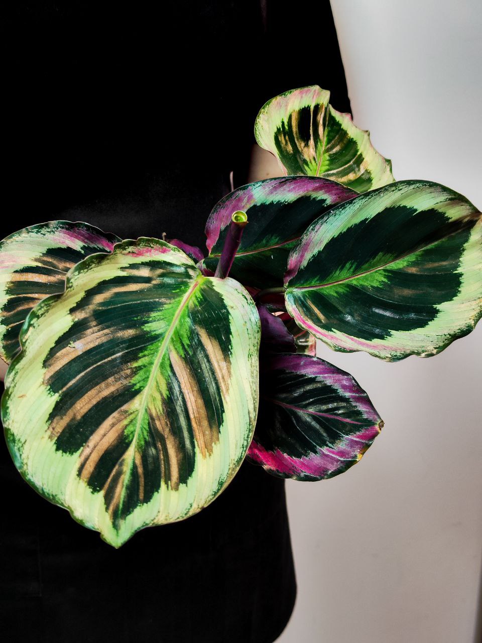 Калатея Синтия (Calathea Roseopicta Cynthia) D12см
