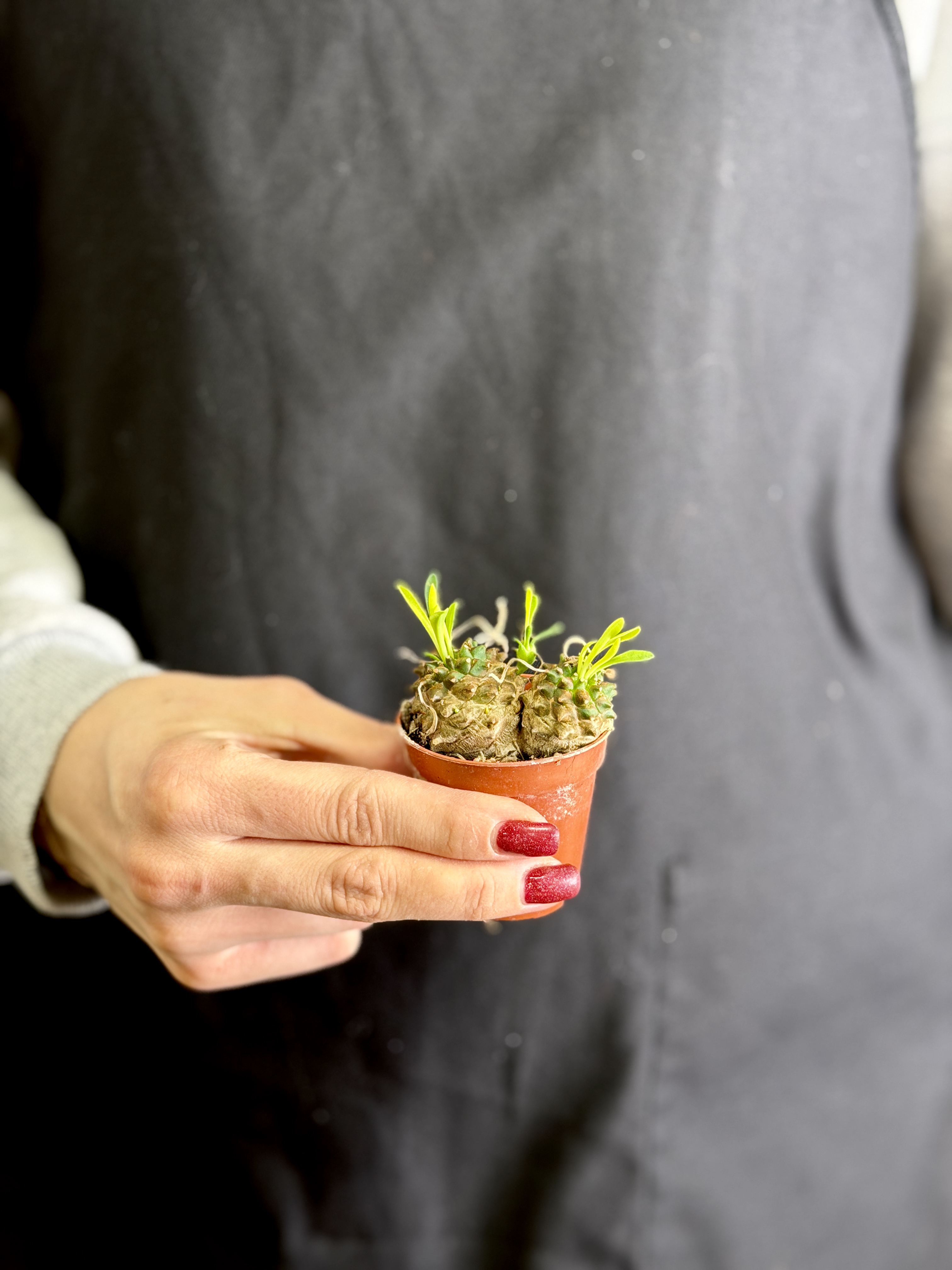 Эуфорбия Буплеурифолията (Euphorbia Bupleurifolia) D5см