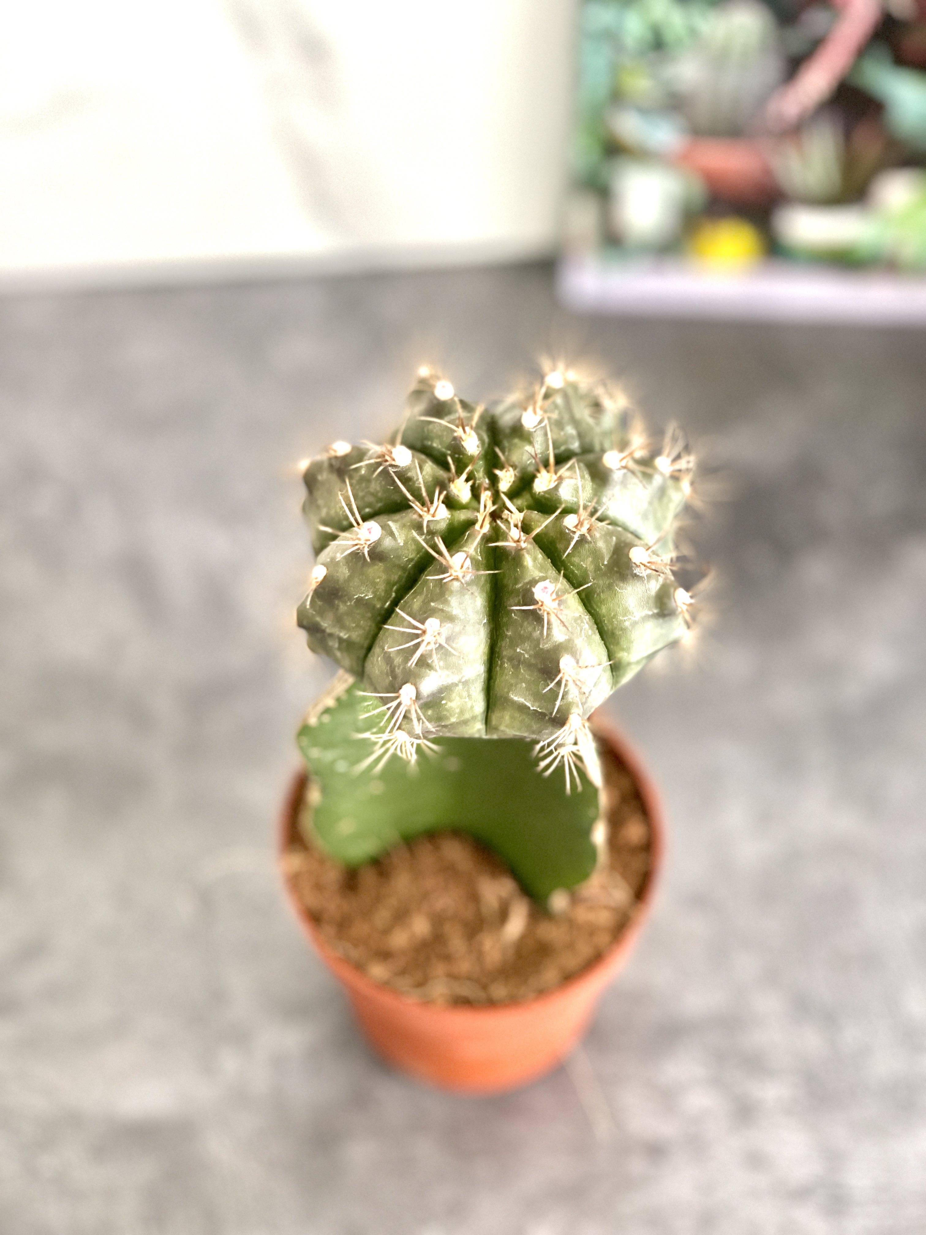 Гимнокалициум Михановича Микс (Gymnocalycium Mihanovichii Mix) D9см