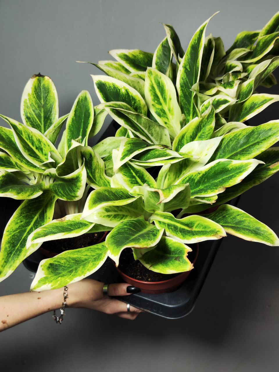 Аглаонема Липстик Грин (Aglaonema Lipstick Green) D12см