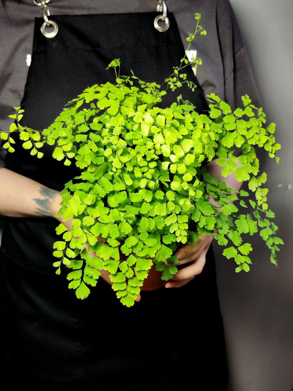 Адиантум Фрагранс, или Курчавый Папоротник (Adiantum Fragrans) D12см