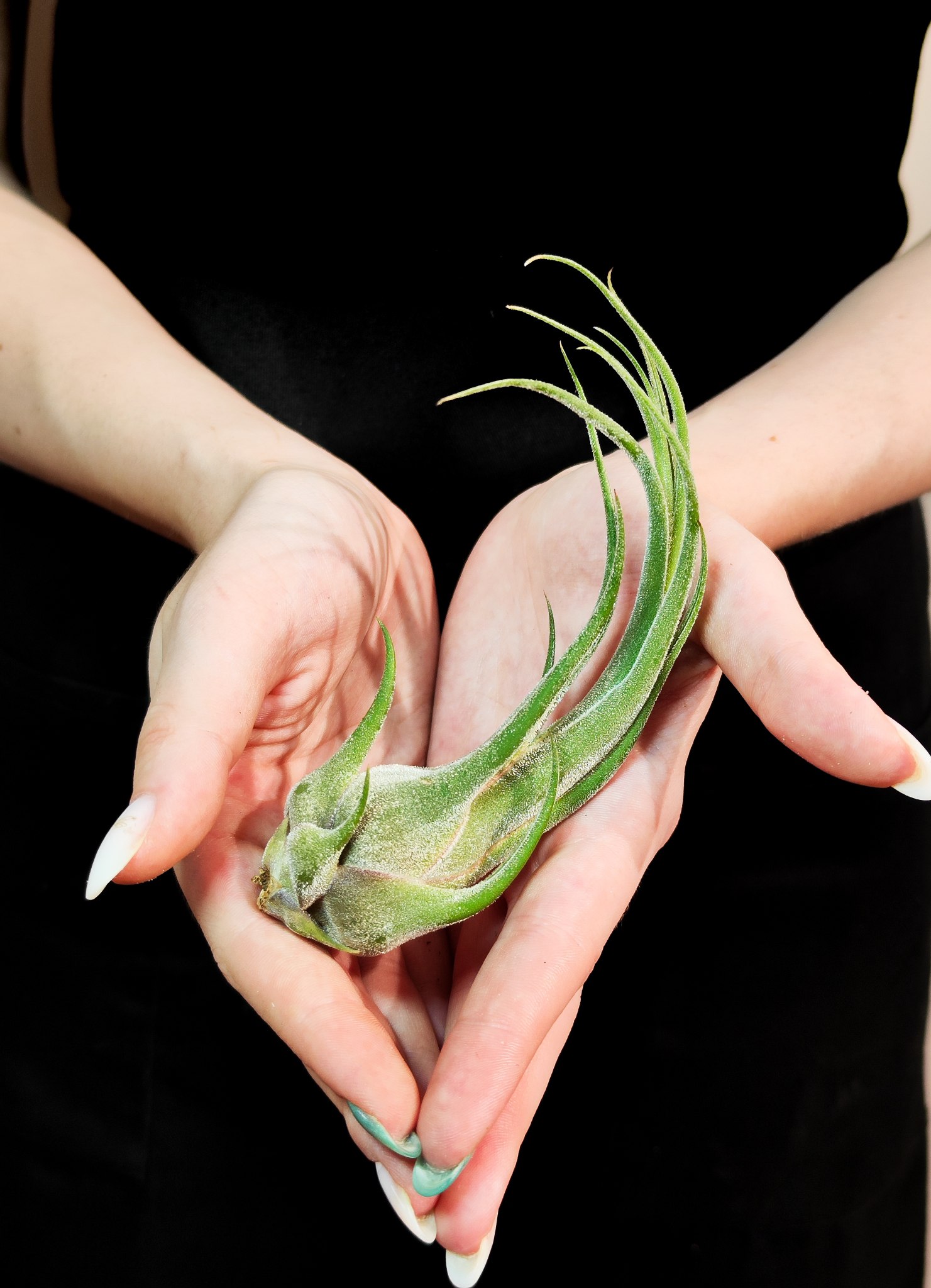 Тилландсия Селериана (Tillandsia Seleriana)