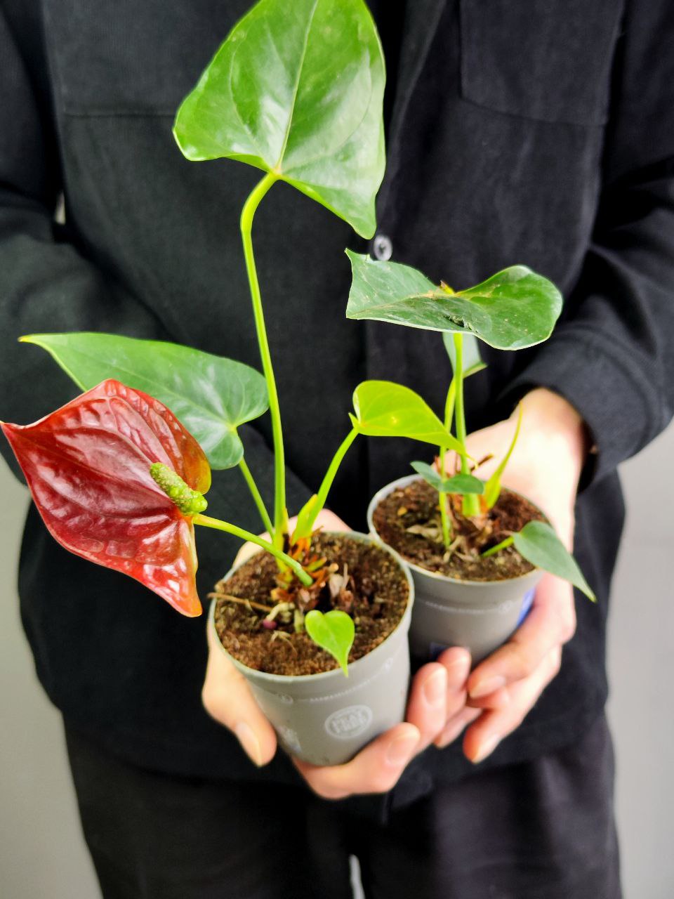 Антуриум Микс УЦЕНКА (Anthurium Mix) D 7-9см