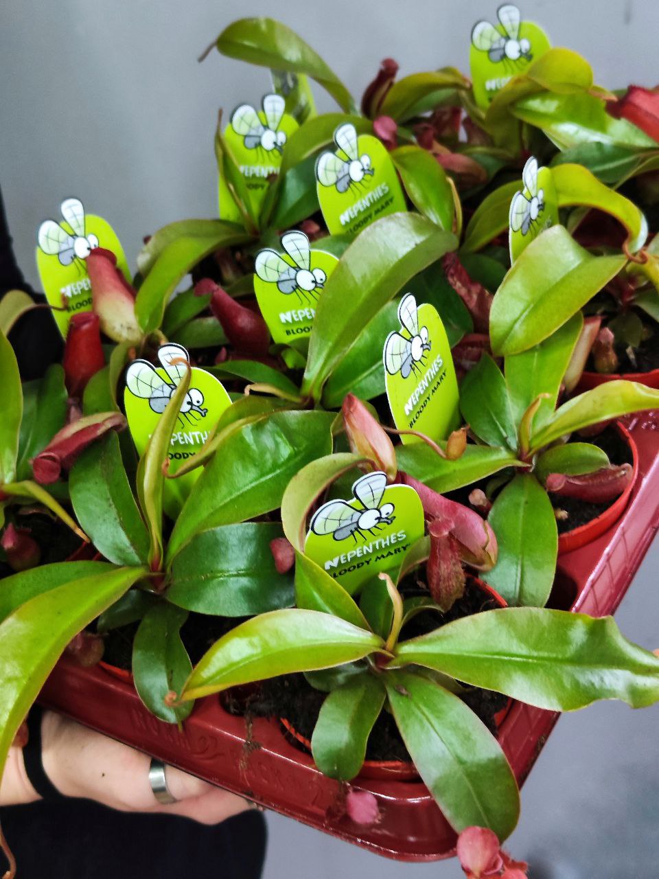Непентес Кровавая Мэри (Nepenthes Bloody Mary) D9см