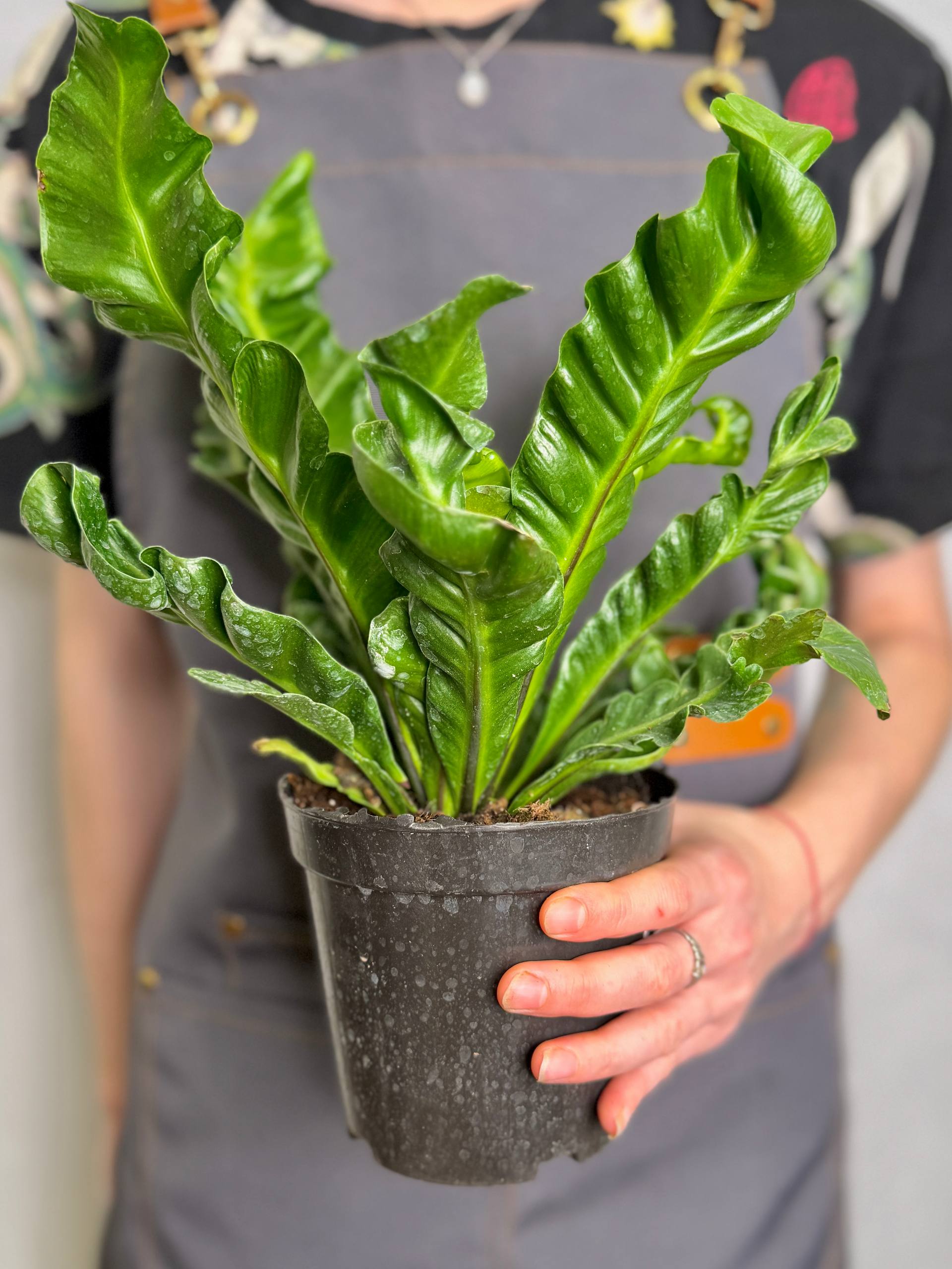Асплениум Кобра (Asplenium Nidus Cobra) D12см
