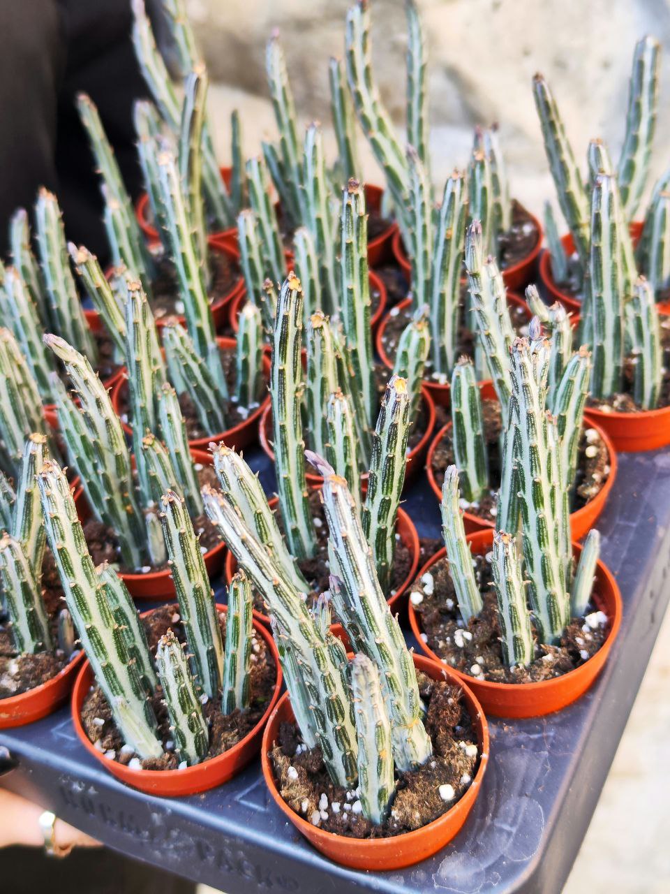 Крестовник Стапелиевидный (Senecio Stapeliiformis) D5см