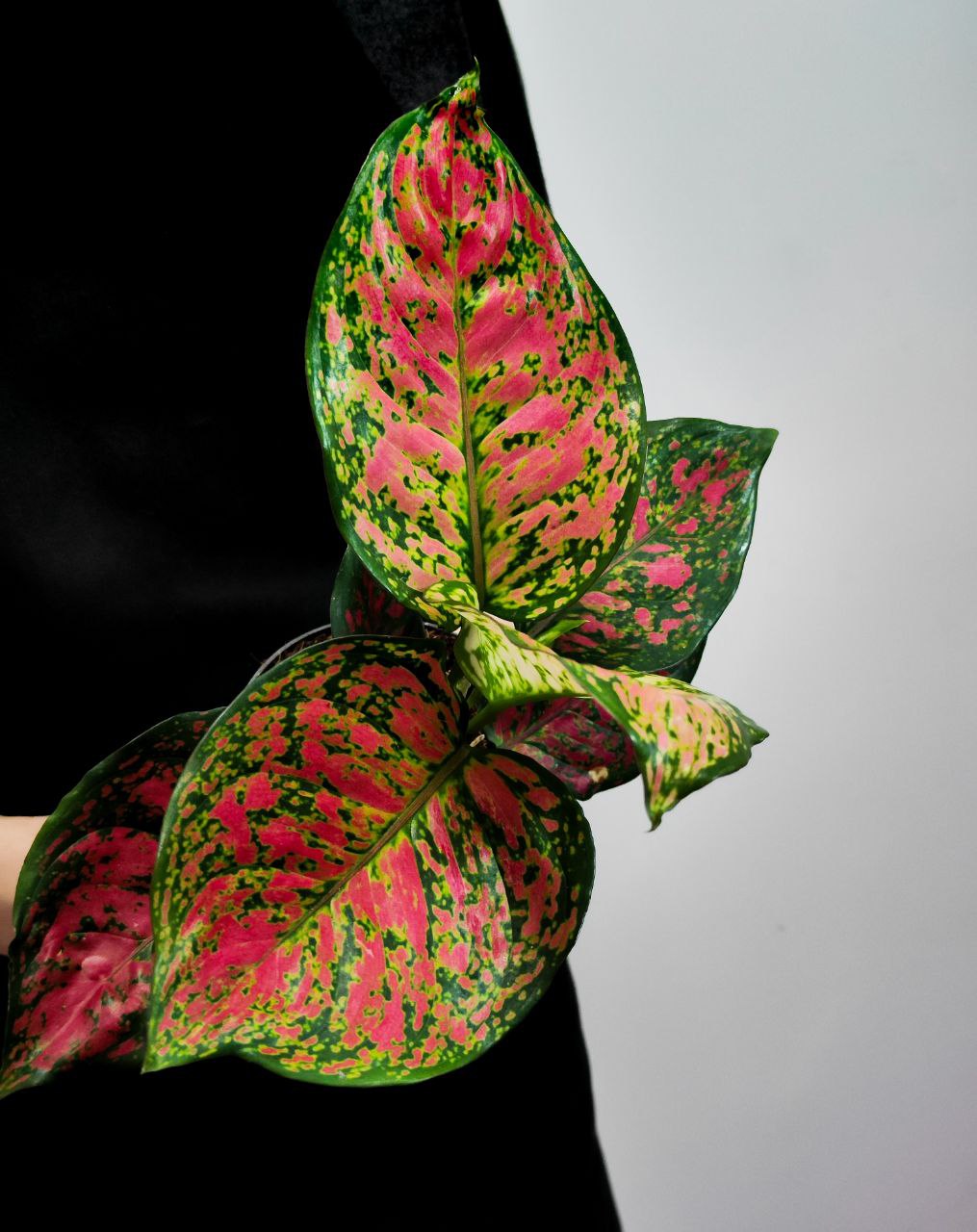 Аглаонема Кримсон Лав (Aglaonema Crimson Love) D12см