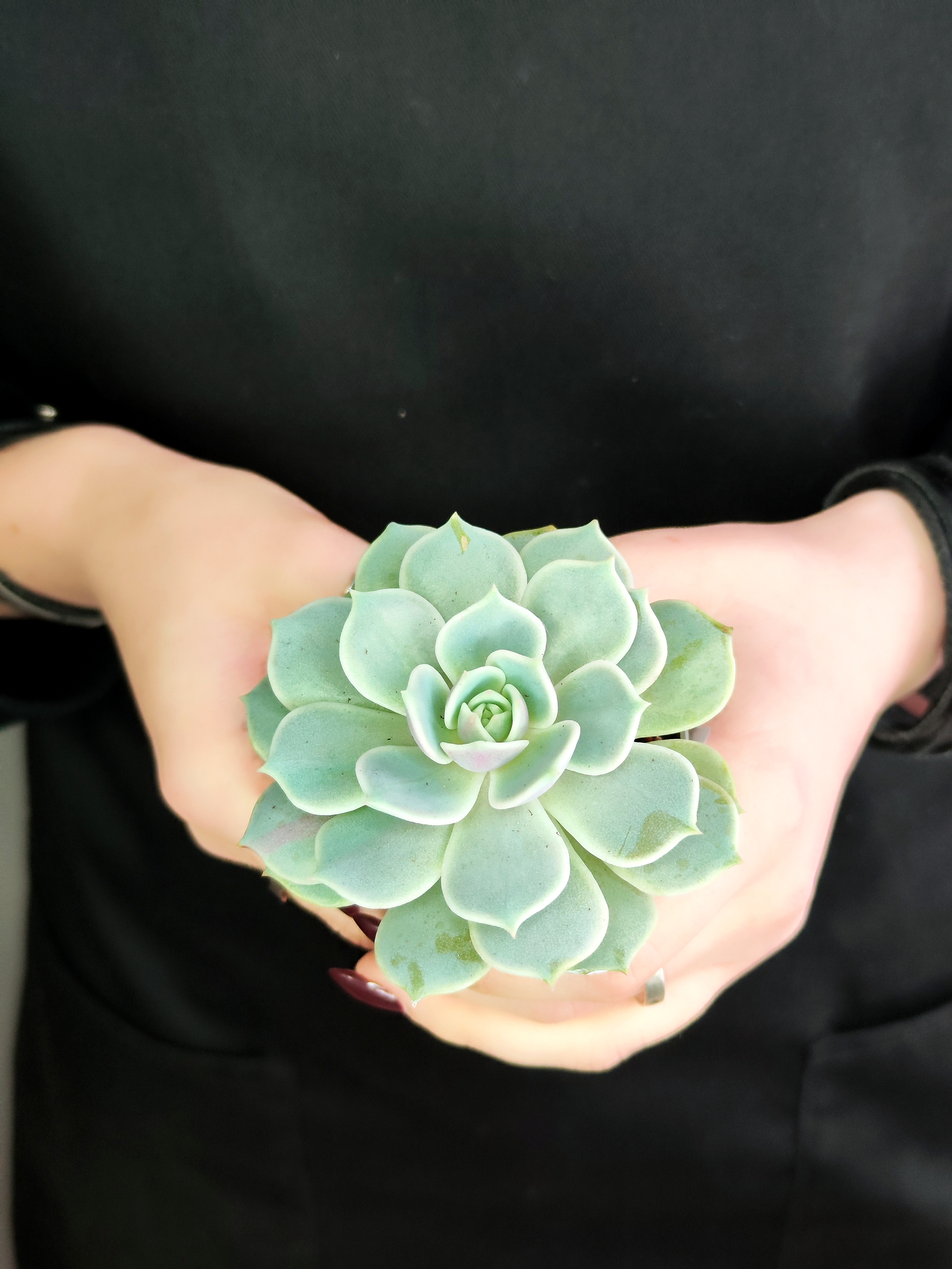 Эхеверия Лола (Echeveria Lola) D5см