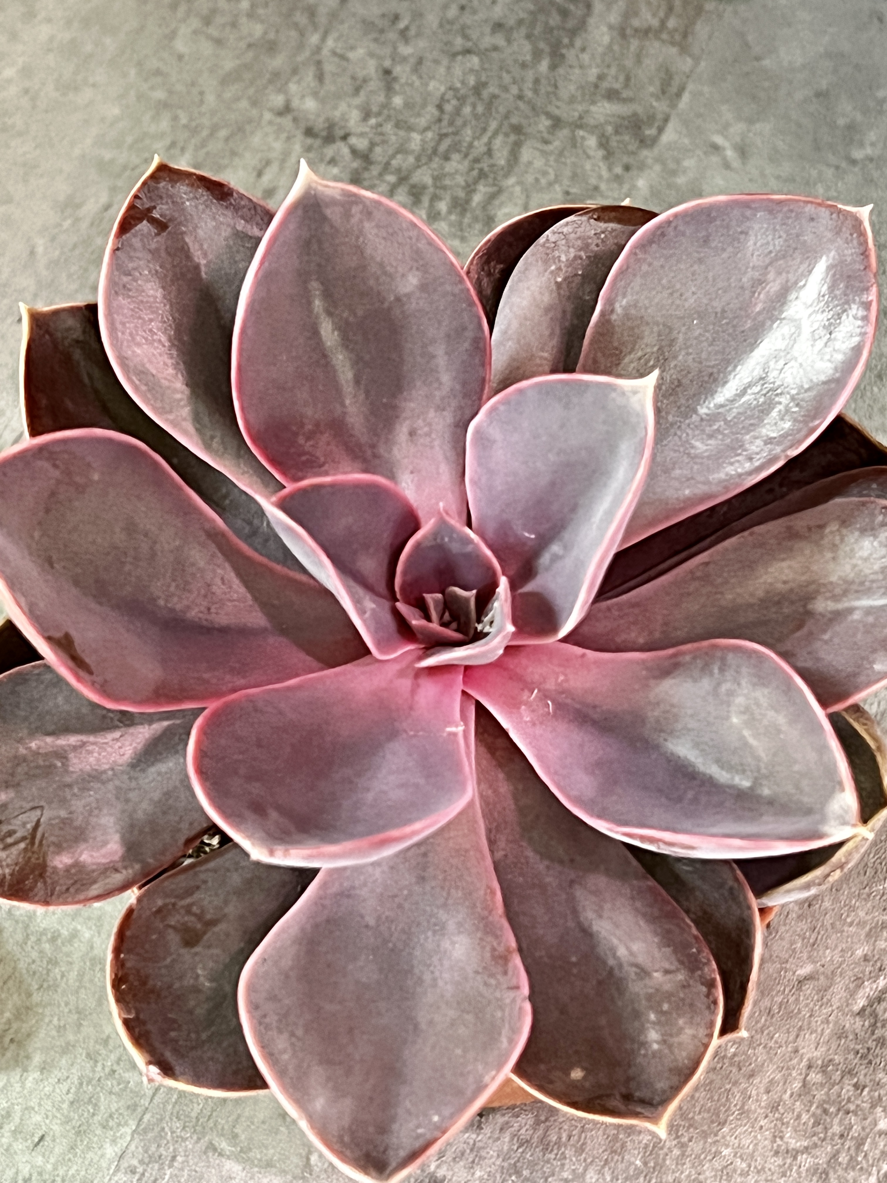 Эхеверия Ред Скай (Echeveria Red Sky) D8см
