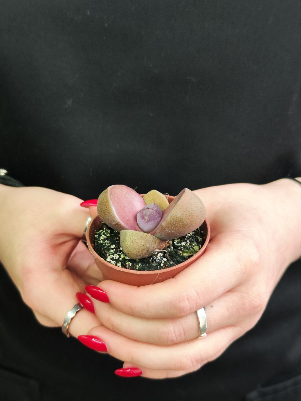 Плейоспилос Неля Рубра (Pleiospilos Nelii Rubra) D5см