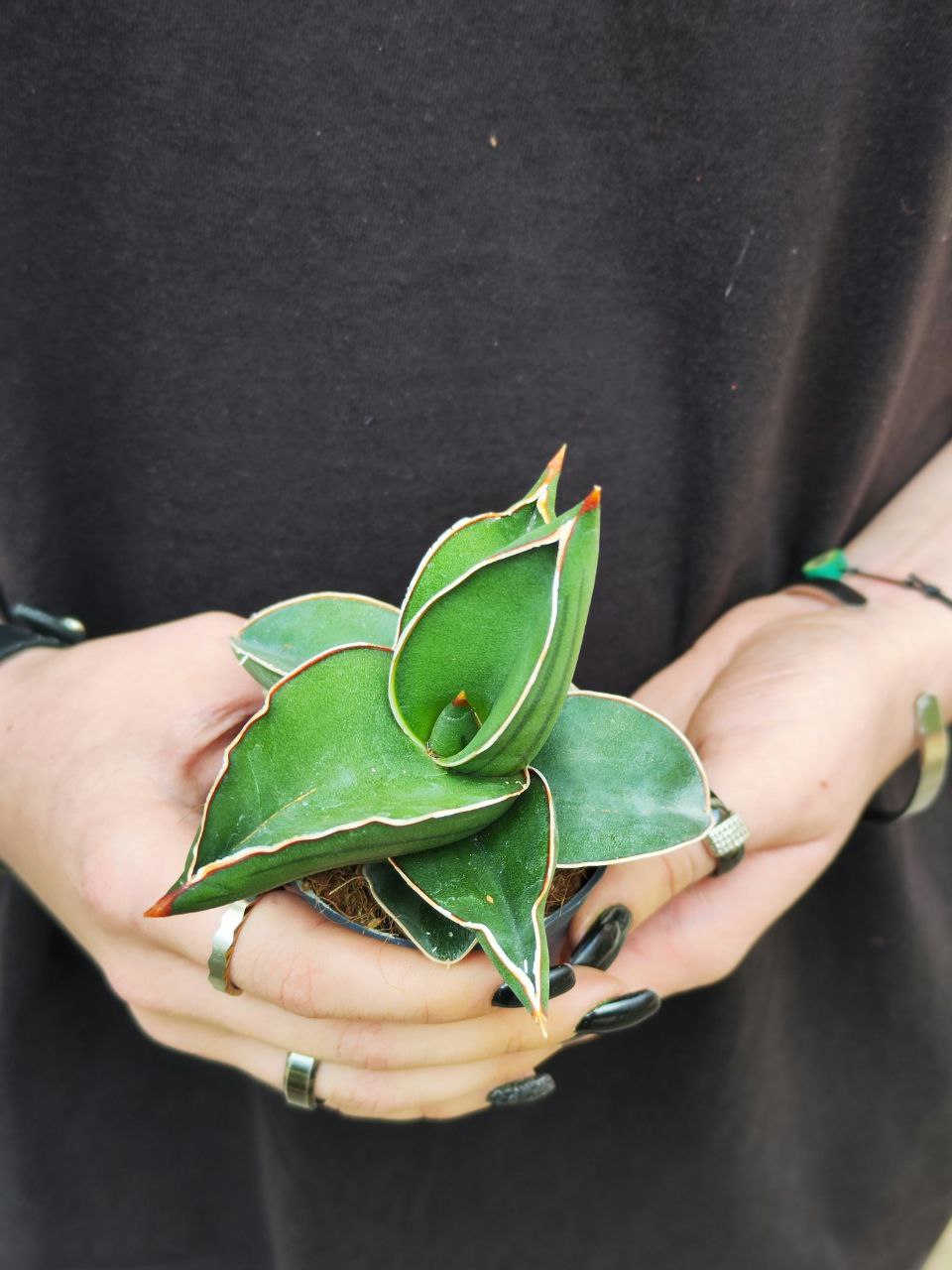 Сансевиерия Эренберга Самурай (Sansevieria Ehrenbergii Samurai) D6см