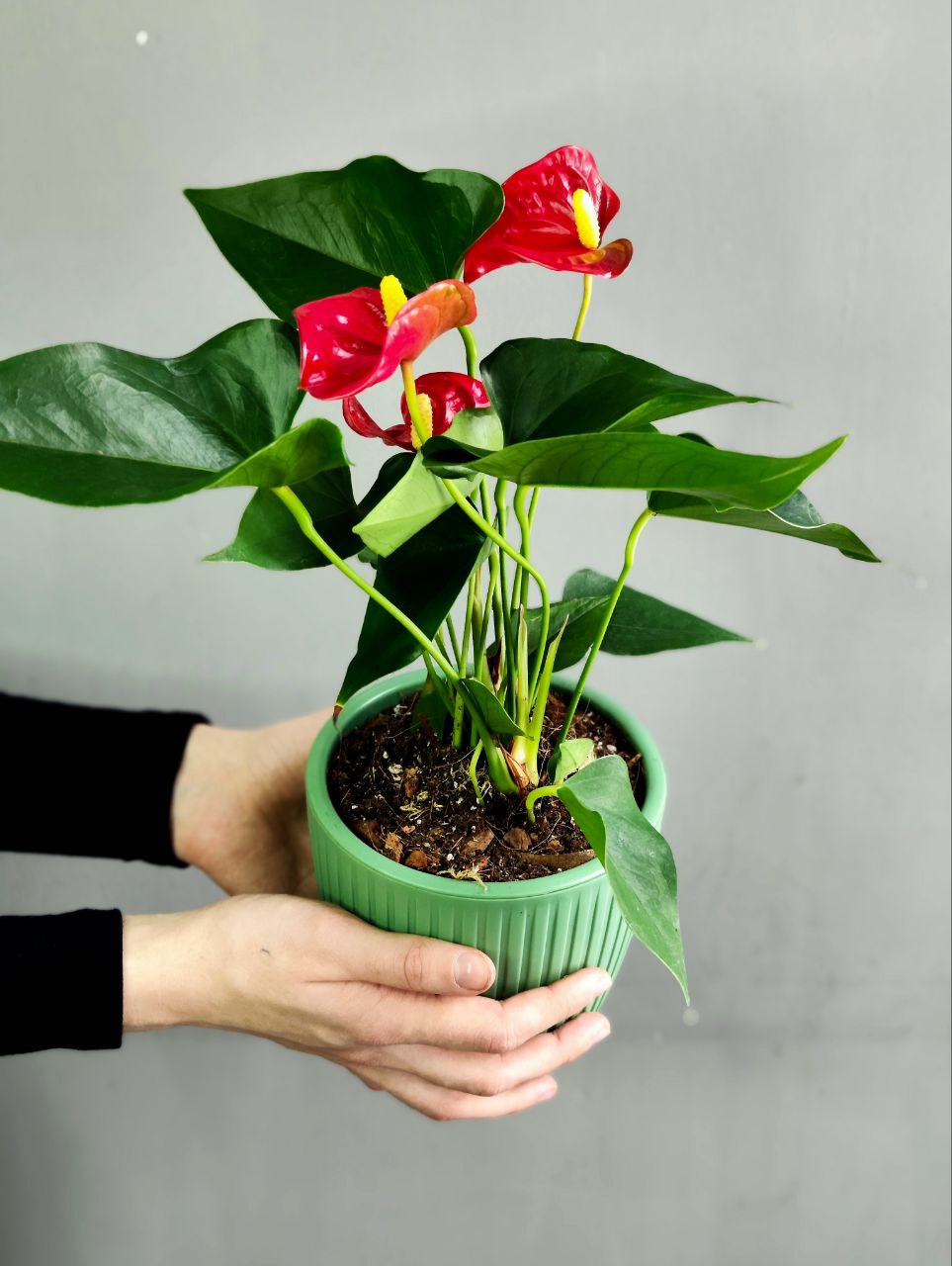 Антуриум Андре Микс (Anthurium Аndraeanum Mix), пересаженный D12см