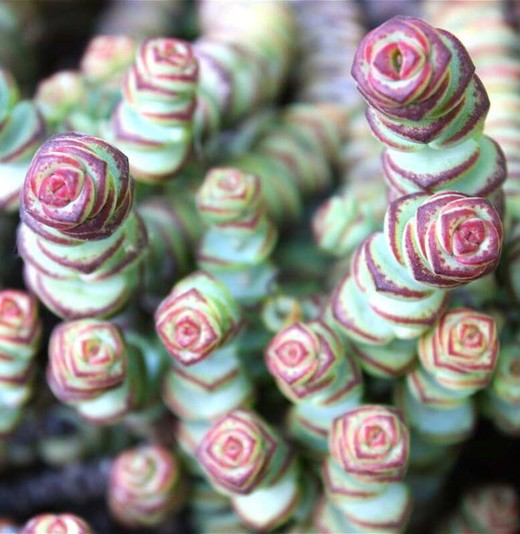 Крассула Марнье (Crassula Marnieriana) D5см