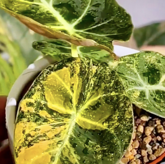 Алоказия Блэк Вельвет Вариегатная Голд Ауреа (Alocasia Black Velvet Gold Aurea) D6см