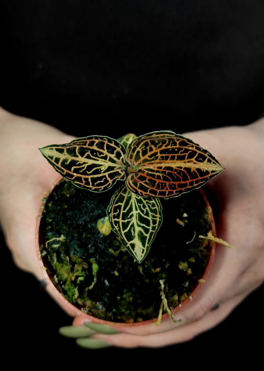 Орхидея Драгоценная Гибридная (Jewel Orchid Gibrid) D7см