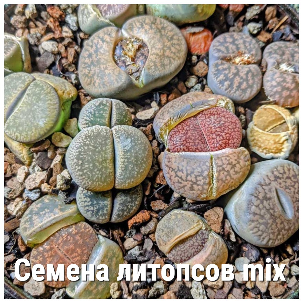 Семена Литопсов Микс 15шт
