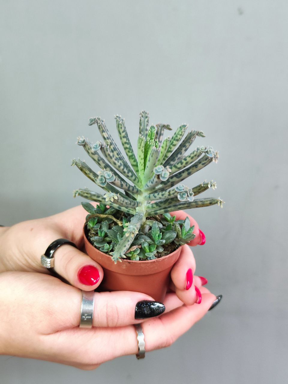 Каланхоэ Тубифлора, или Трубкоцветное (Kalanchoe Tubiflora) D5см