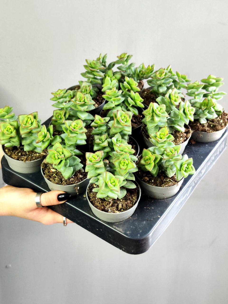 Крассула Рупестрис (Crassula Rupestris) D5см
