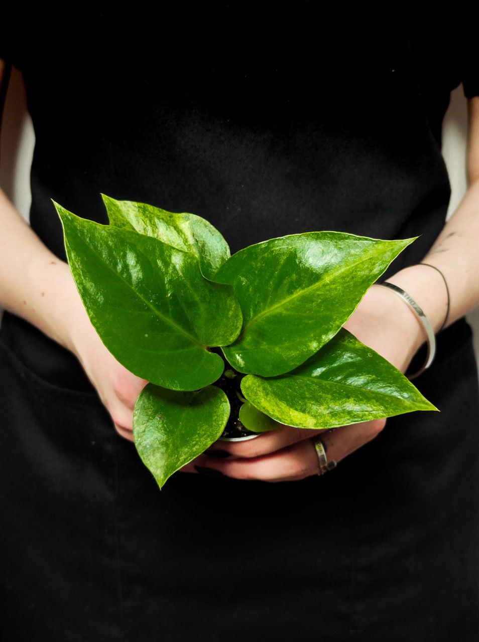 Антуриум Ренесенс Вариегата (Anthurium Renaissance Variegata) D6см