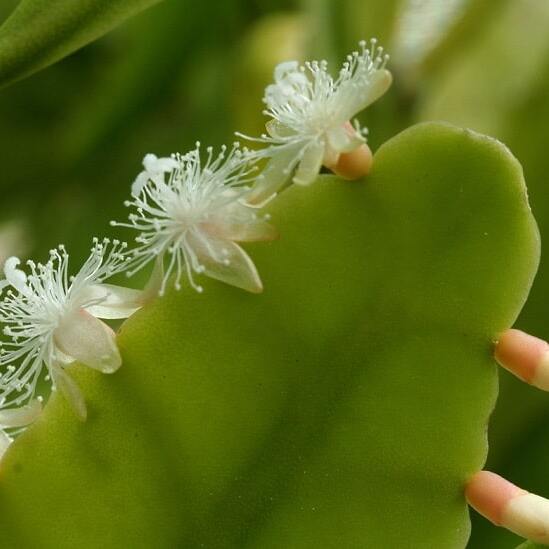 Рипсалис Криспата (Rhipsalis Crispata) D5см