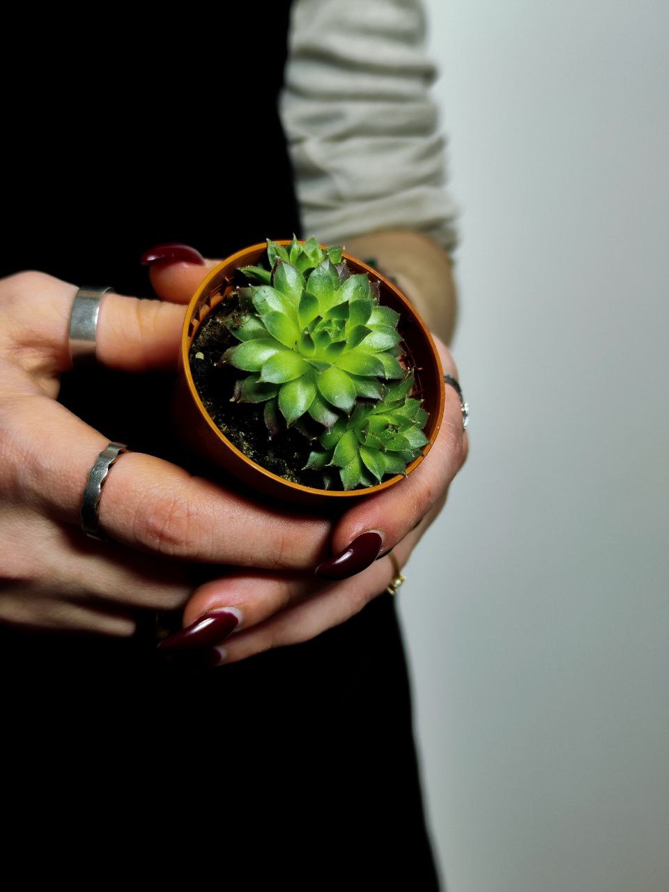 Молодило «Фараон» (Sempervivum Faraon) D5см