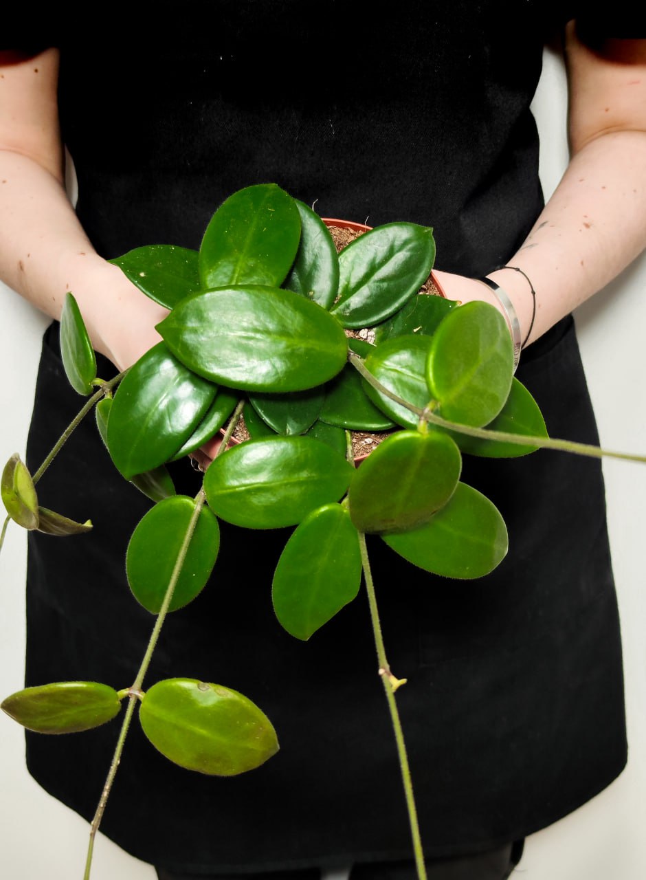 Хойя Вангвингенсис (Hoya Vangviengiensis) D10см