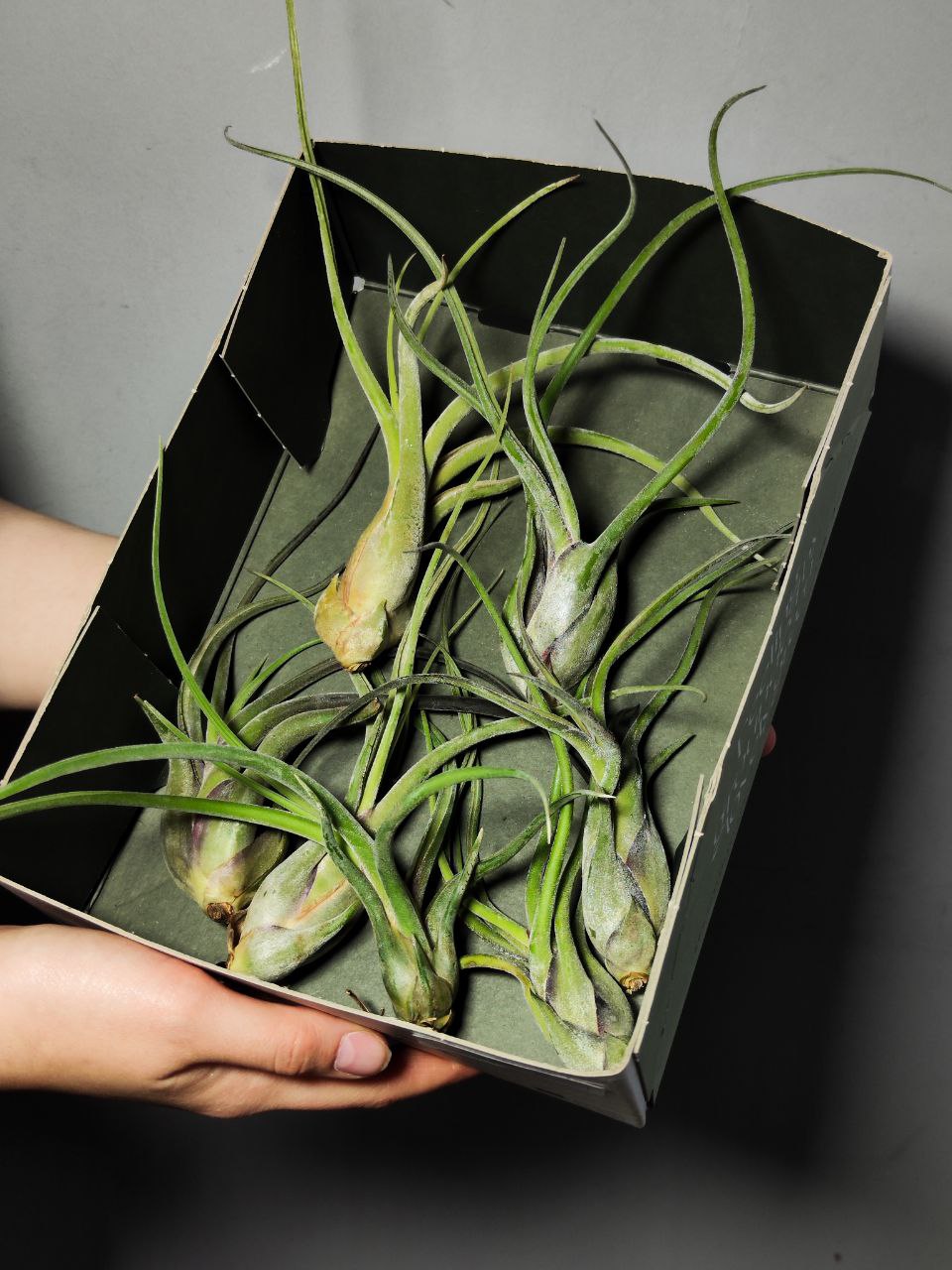 Тилландсия Голова Медузы Большая (Tillandsia Caput Medusae Magnus)