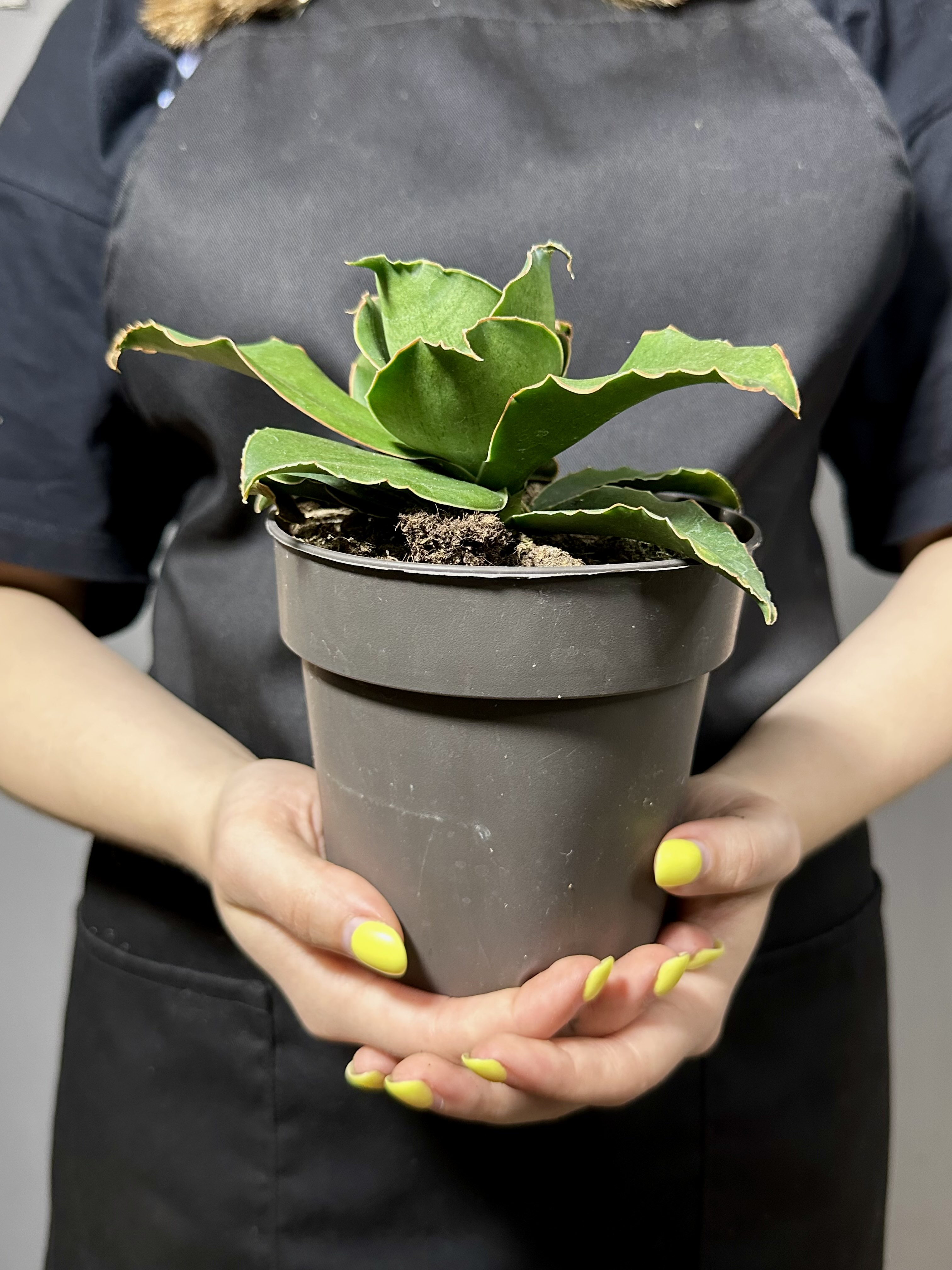 Сансевиерия Стар Роуз (Sansevieria Star Rose) D12см