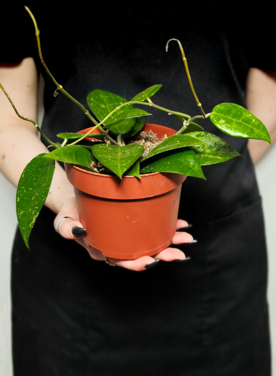 Хойя Паразитика Блэк Маржин (Hoya Parasitica Black Margin) D10см