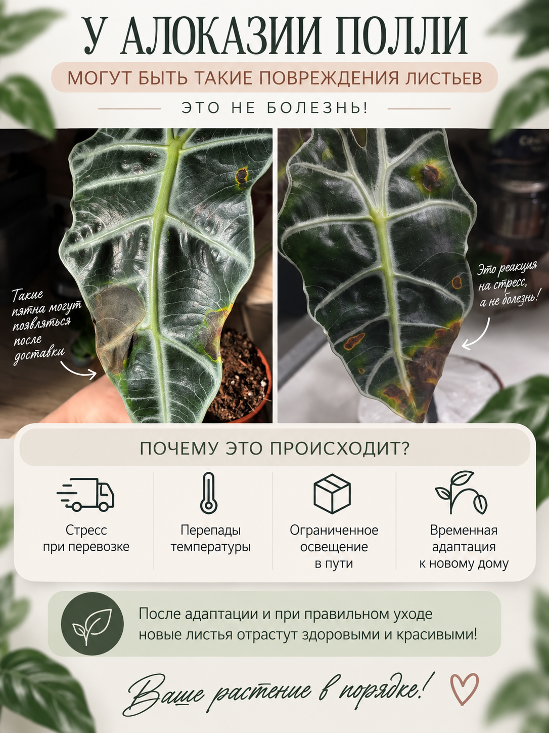 Алоказия Амазоника Полли (Alocasia Amazonica Polly) D12см