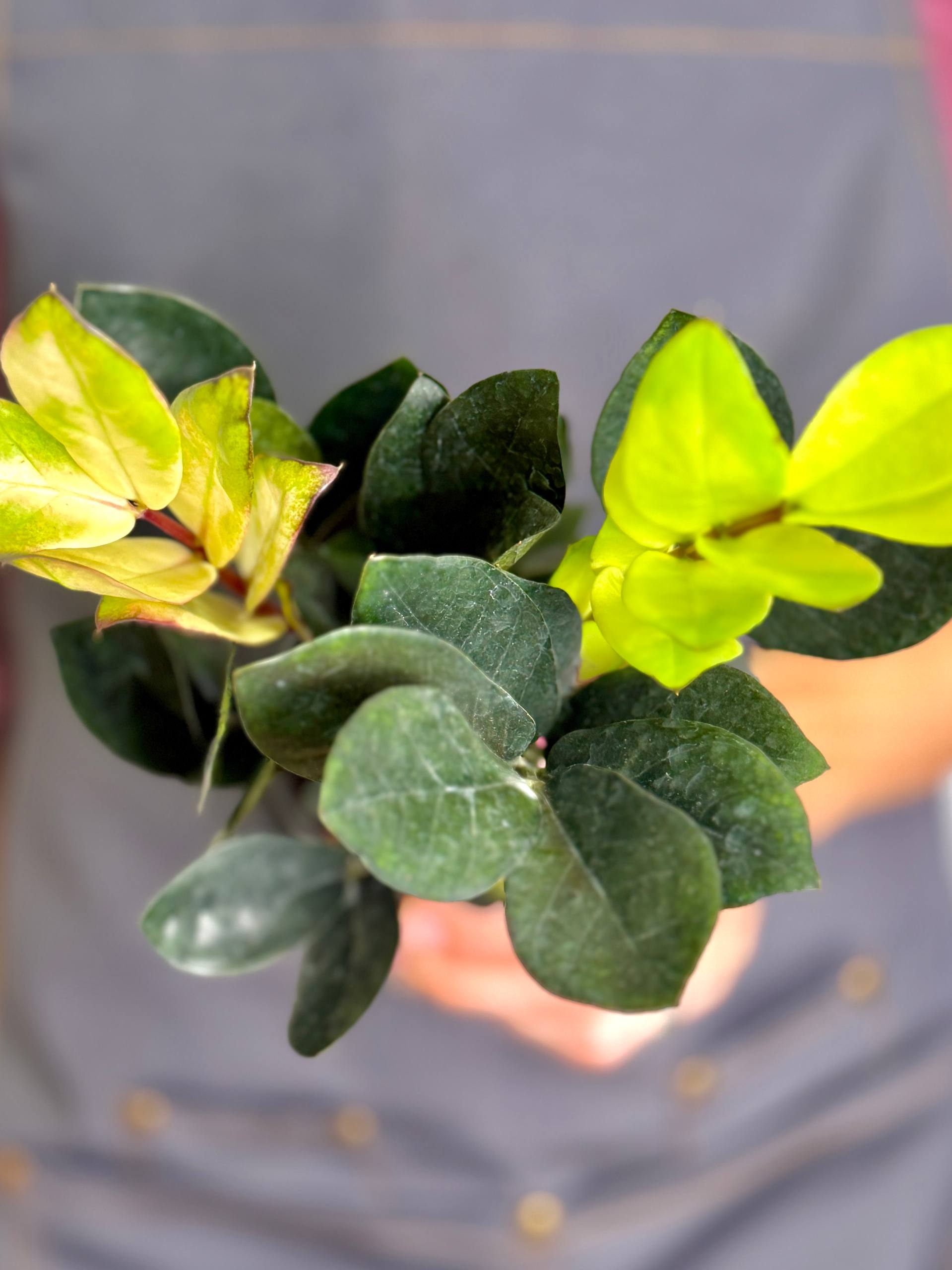 Замиокулькас Китайский Гибрид (Zamioculcas Chinese Hybrid) D9см