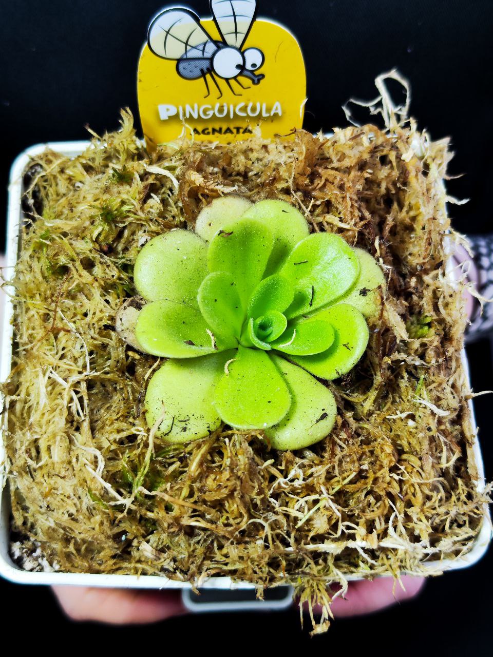 Жирянка Агната (Pinguicula Agnata) пересаженная D12см