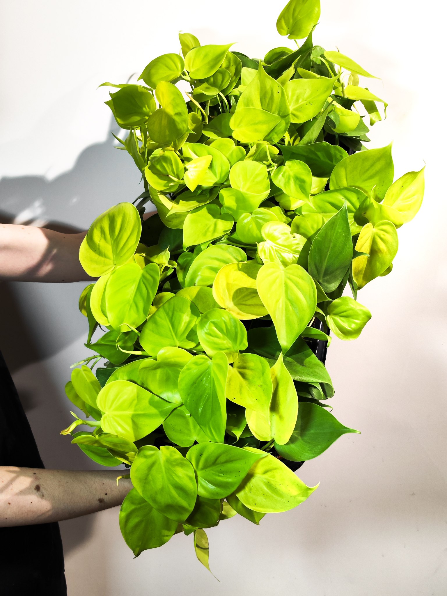 Филодендрон Сканденс Неон Лайм (Philodendron Scandens Neon Lime) D12см