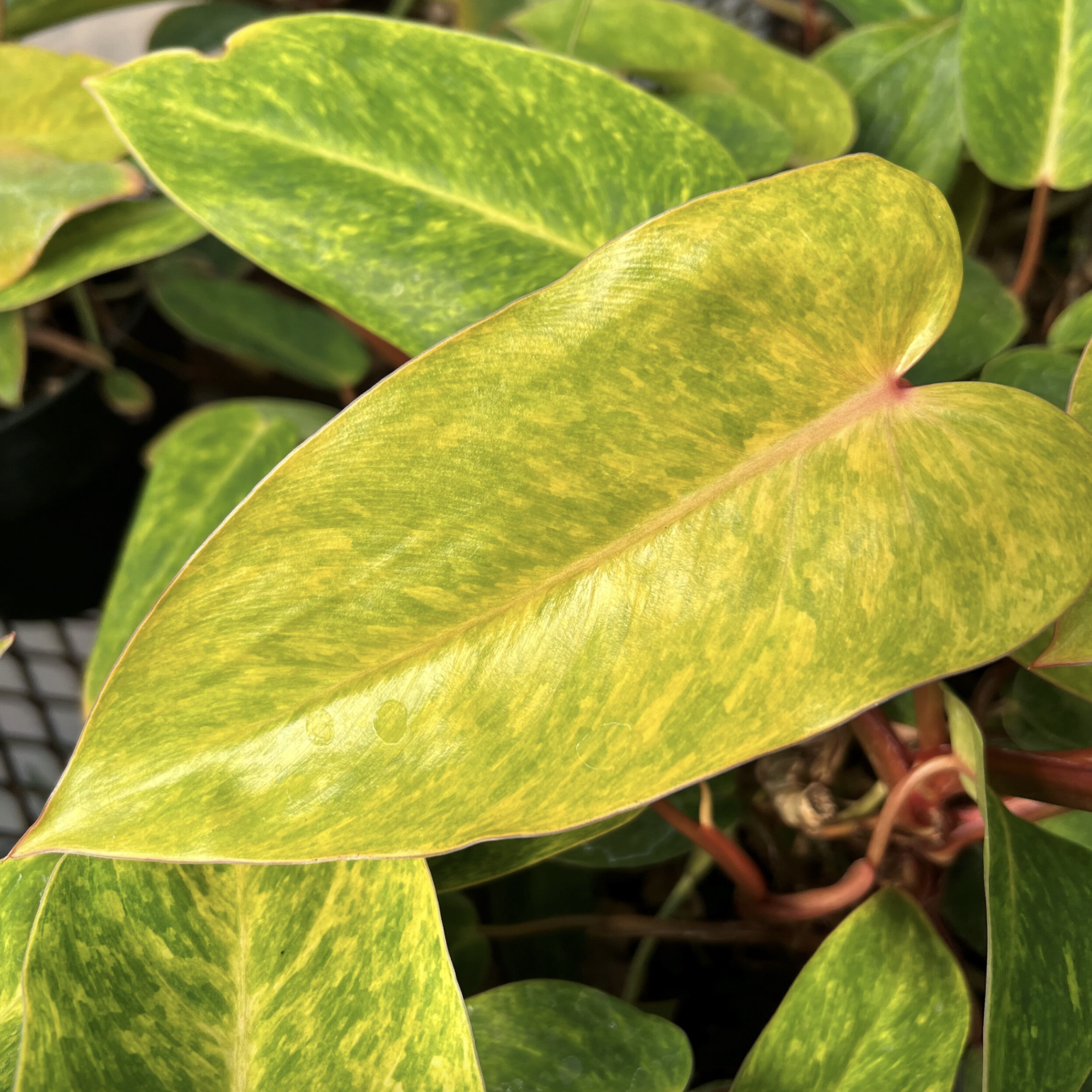 Филодендрон Калкин Голд (Philodendron Calkins Gold) D6см