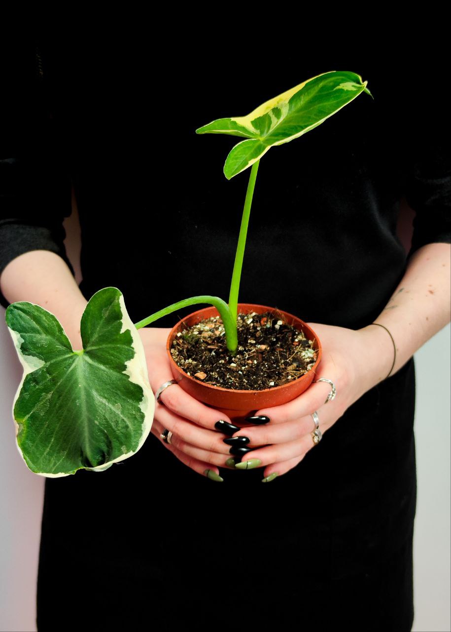 Алоказия Микки Маус (Alocasia Xanthosoma Mickey Mous) D10см