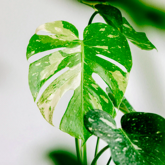 Монстера Деликатесная Тайское Созвездие (Monstera Thai Constellation) D6см