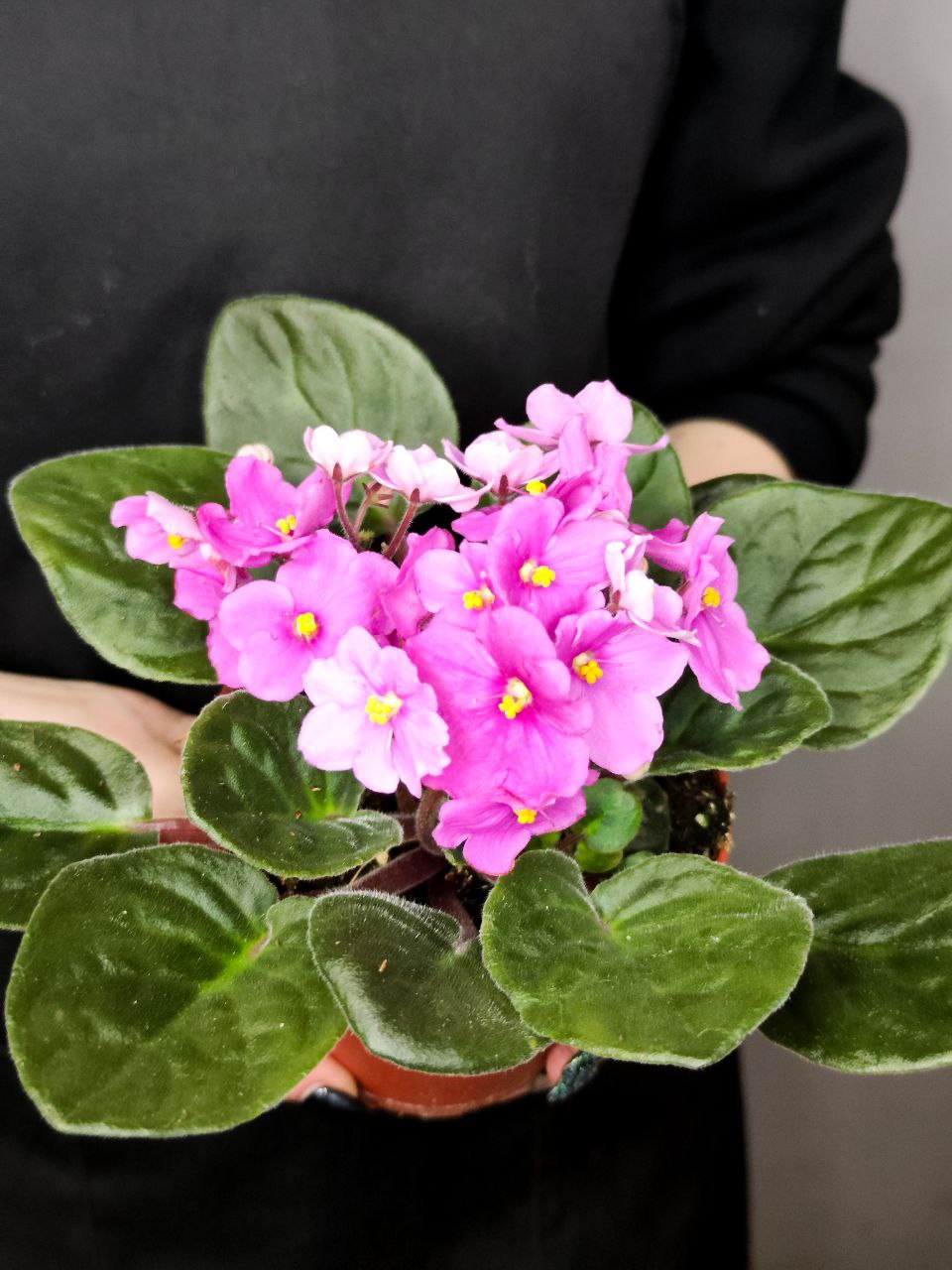 Сенполия Розовая, или Фиалка (Saintpaulia Pink) D10см