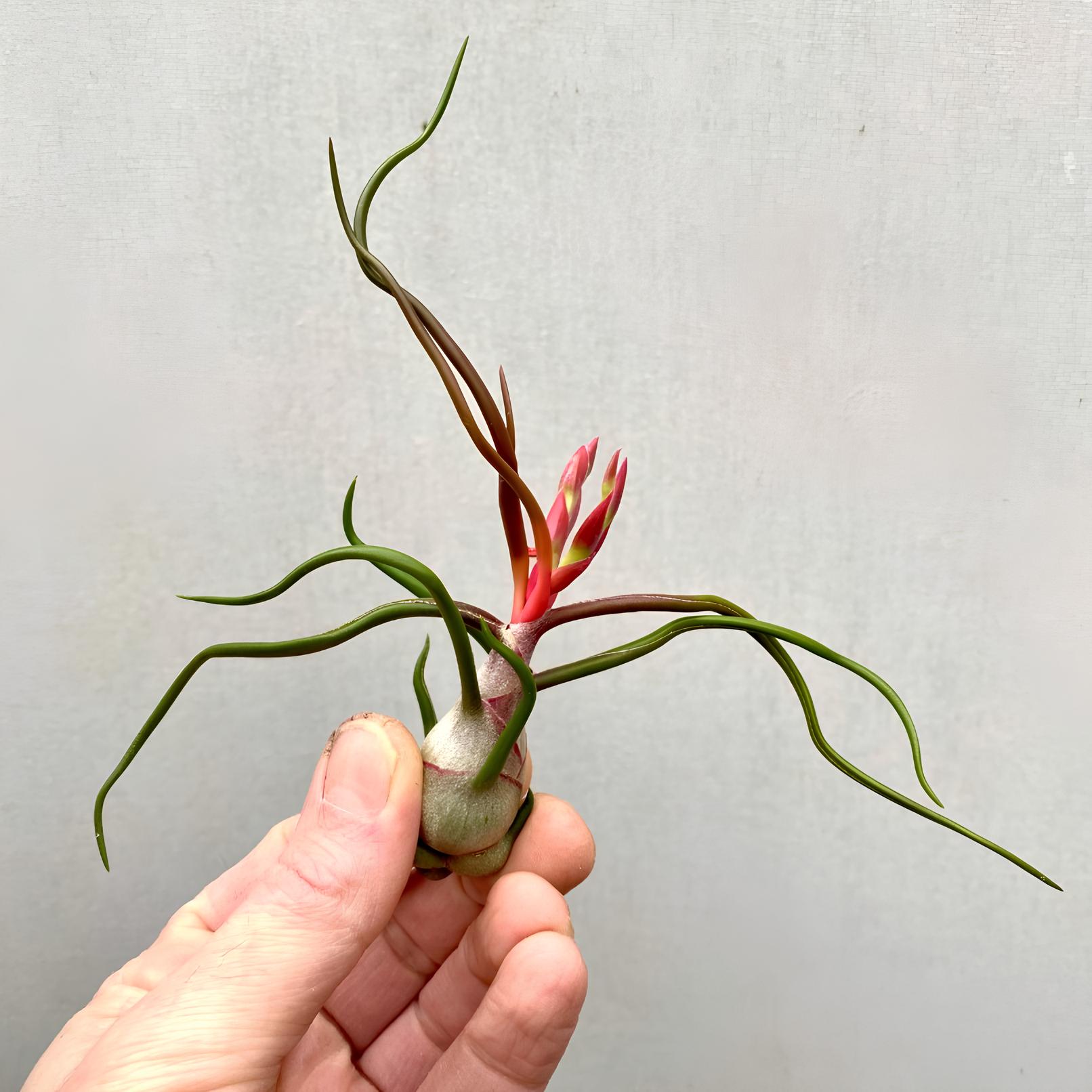 Тилландсия Бульбовидная (Tillandsia Bulbosa) XL